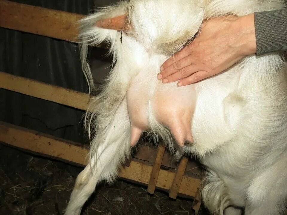 У козы пропало молоко: какие причины, что делать