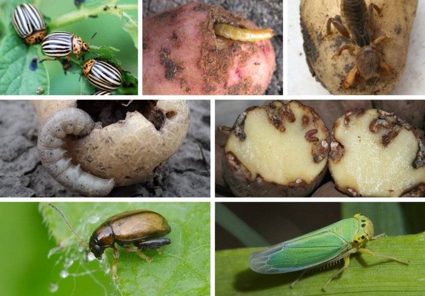 Вредители картофеля: фото, описание и лечение, защита от насекомых