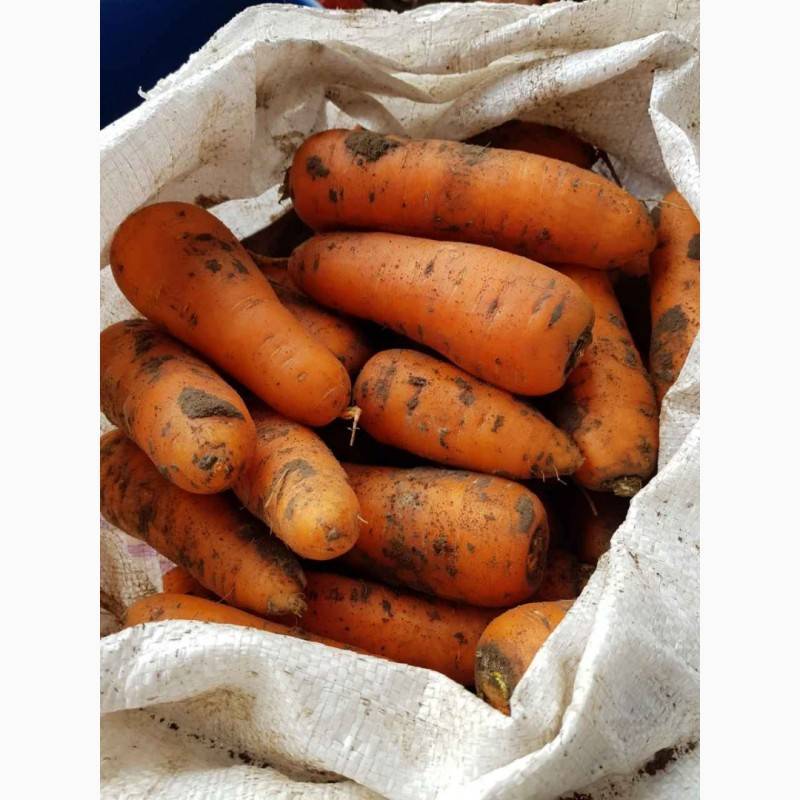 Описание и характеристики моркови сорта алтайская лакомка