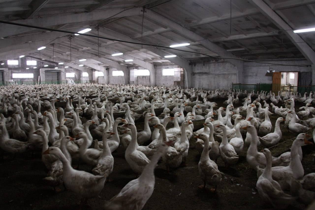 Бизнес план гусиной фермы на 100 голов: выращивание гусей на мясо