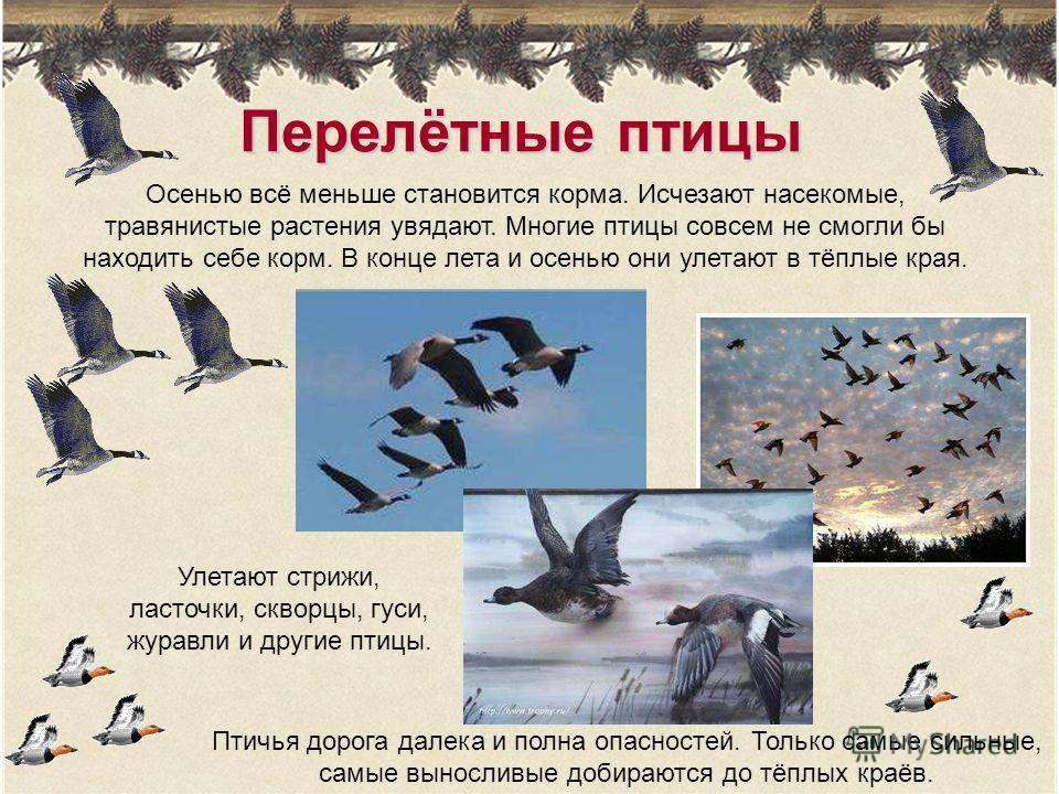 Куда улетают утки на зиму из россии, где зимуют, когда пруды замерзают