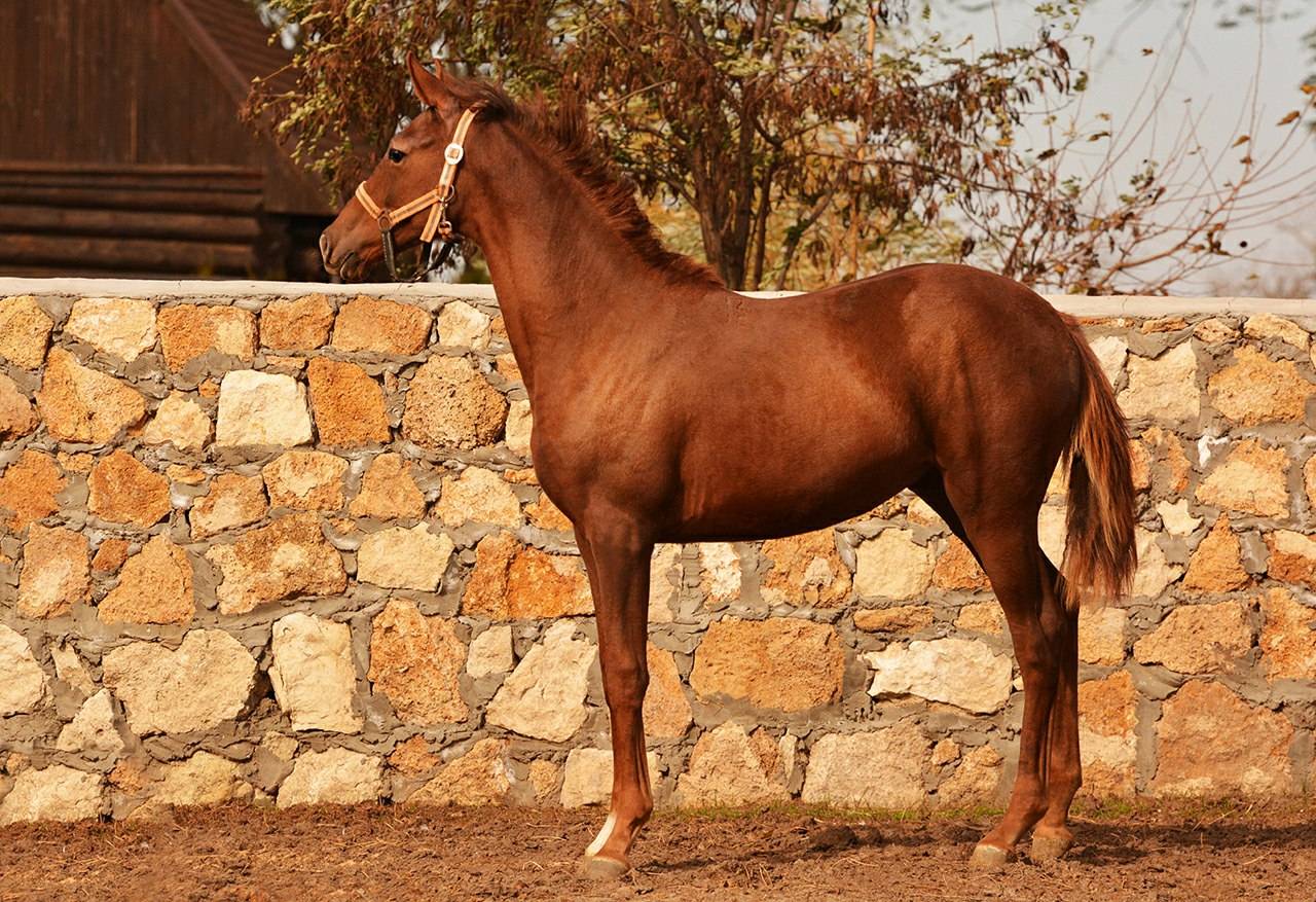 Буденновская порода лошадей: история, характеристика и особенности ухода