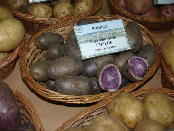 Описание сорта картофеля сильвана