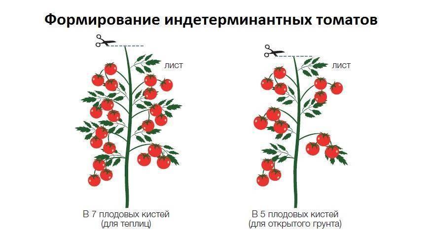 Формирование томатов в теплице в два стебля детерминантных схема