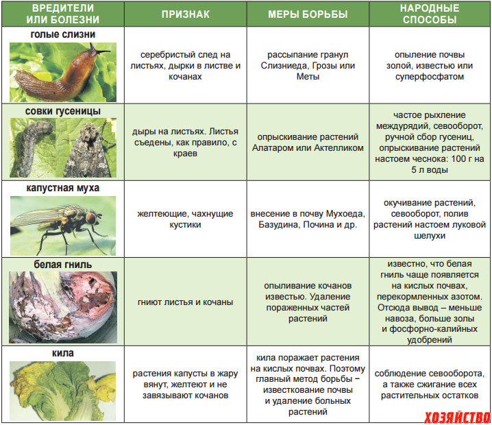 Распространенные болезни капусты: описание с фото, эффективное лечение
