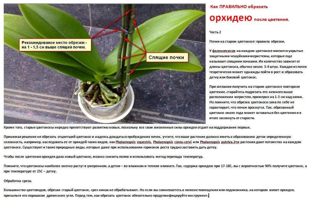 Как ухаживать за фаленопсисом (phalaenopsis) в домашних условиях правильно: болезни и вредители, фото, выращивание цветка на воздухе, способ рассадить старую орхидею