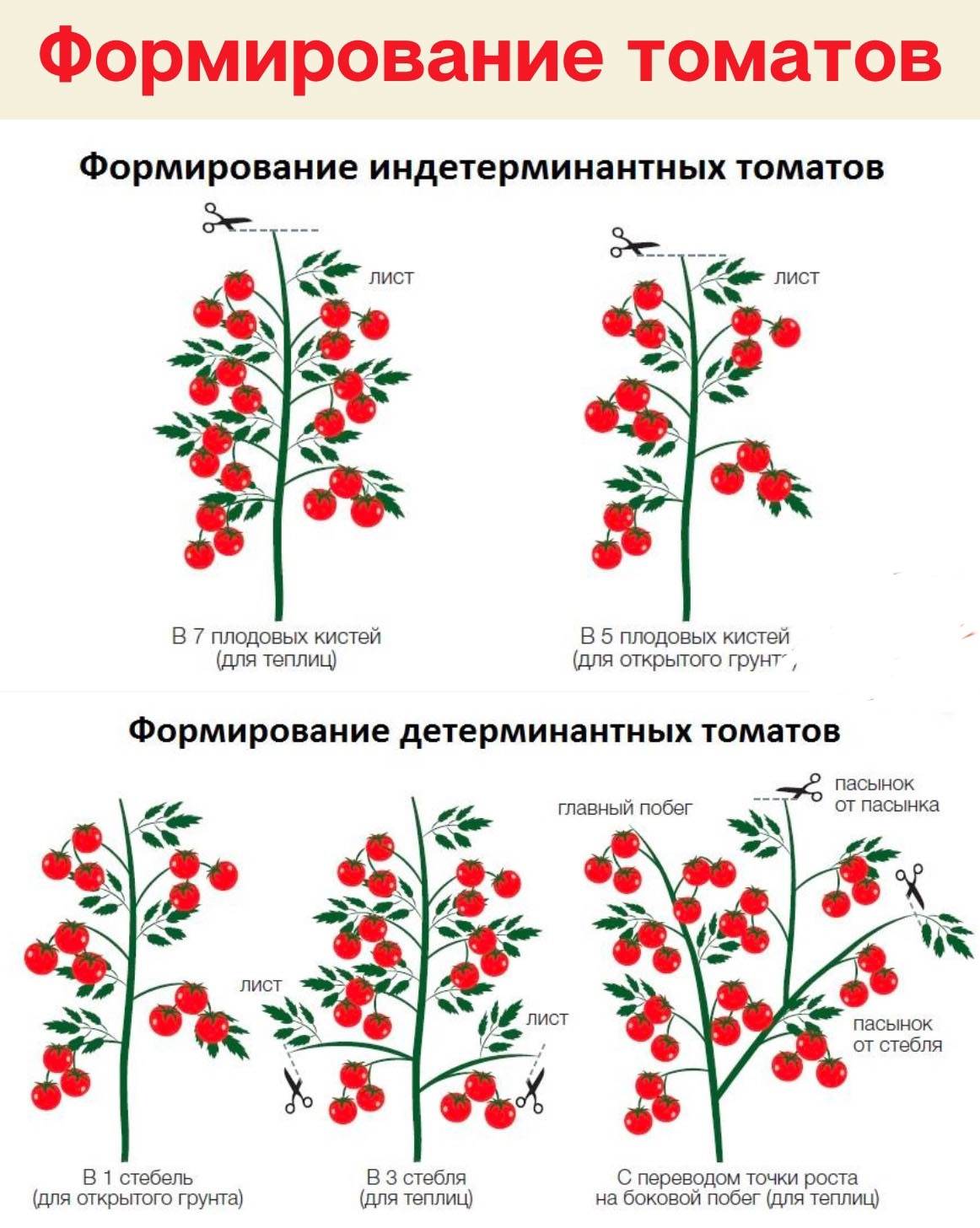 Формирование томатов в открытом грунте: секреты повышения урожайности