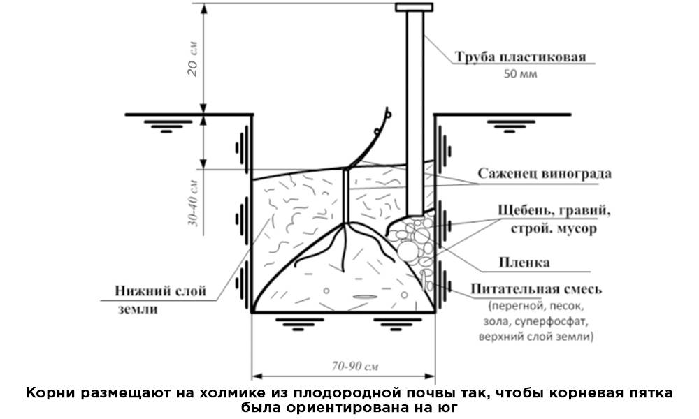 Посадка винограда. как правильно высадить саженец винограда, советы начинающим