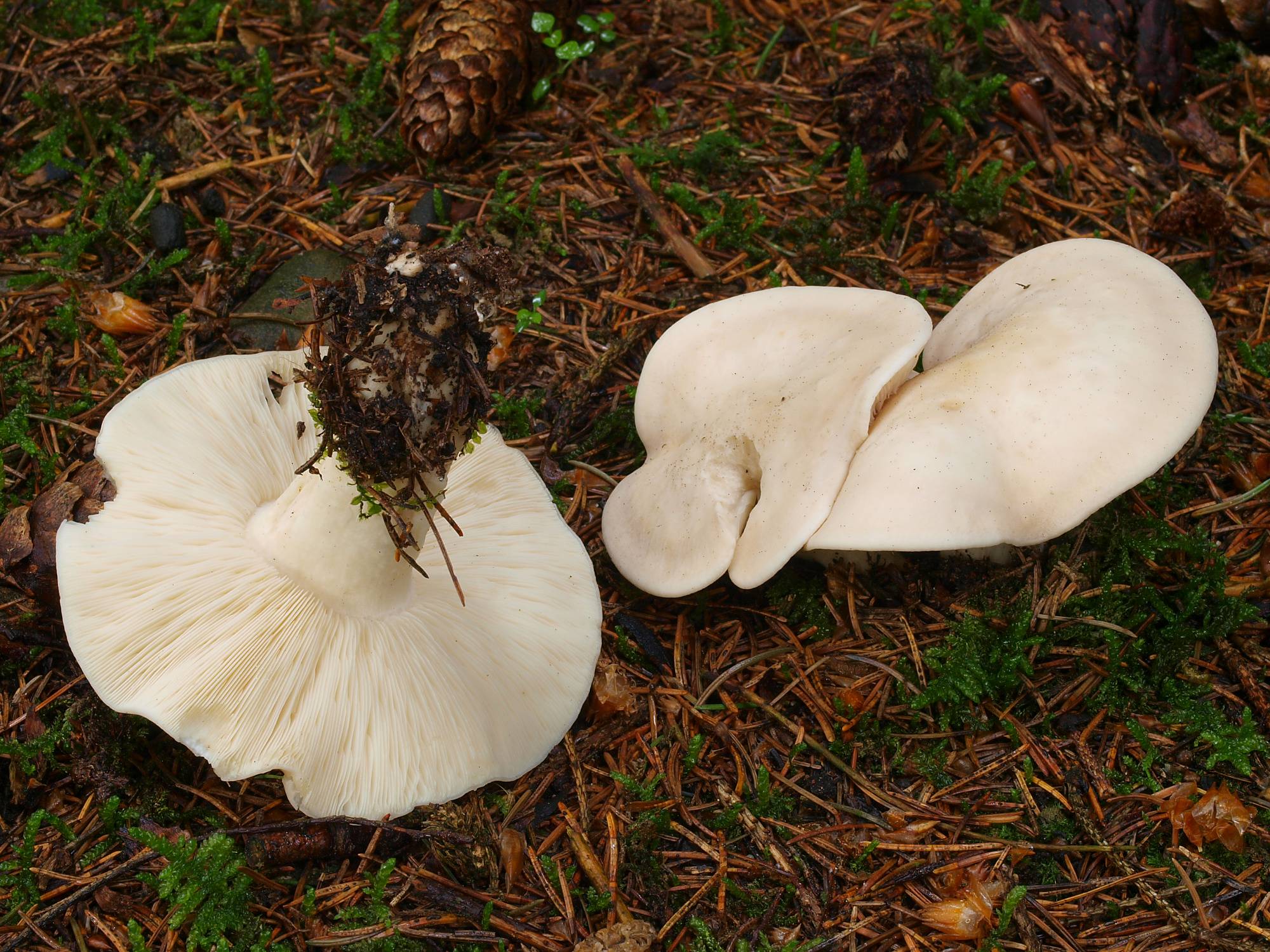 Майский гриб — полное описание полезных свойств с фото