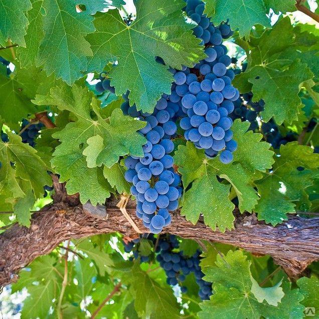 Сорт винограда «альфа»: описание, выращивание, использование и подготовка к зиме