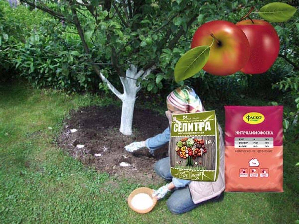 Осенняя подкормка яблони — залог удачного урожая в следующем сезоне