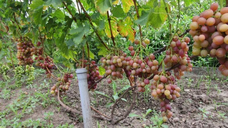 Описание и характеристика винограда сорта ливия