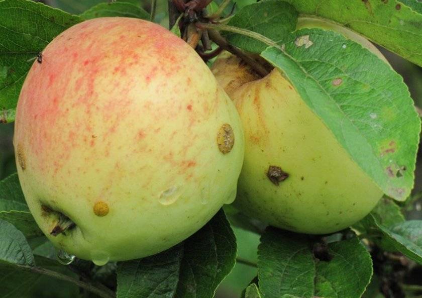 Описание сорта яблони аркад: фото яблок, важные характеристики, урожайность с дерева