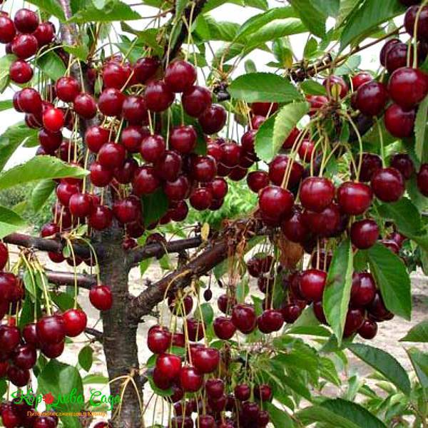Сорт вишни «встреча»: характеристика, агротехника выращивания