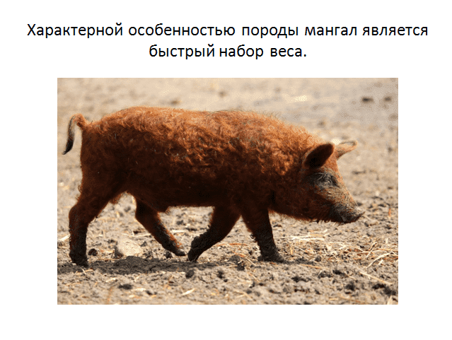Венгерская мангалица свинья