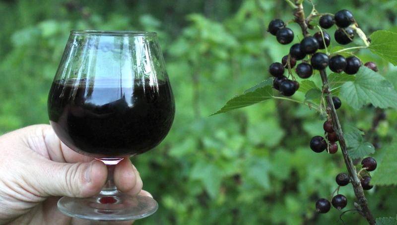 Настойки из черной смородины: на самогоне, водке и спирту в домашних условиях
