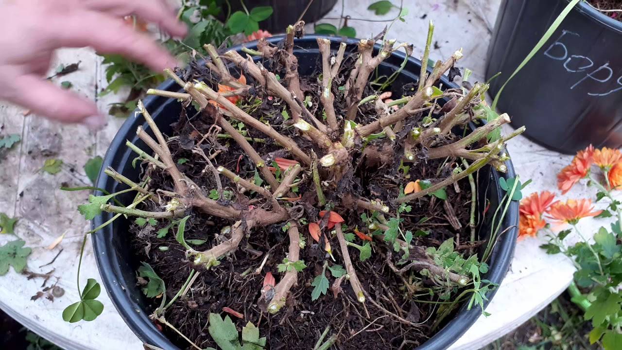Как сохранить хризантемы зимой: проверенный 5 вариантов, чтобы сберечь цветы в период холодов русский фермер