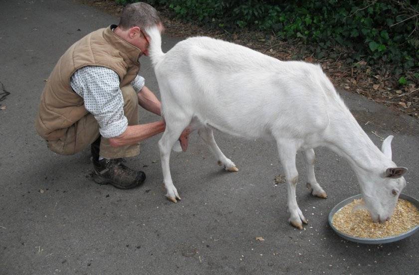 Как доить козу: особенности технологии, как раздоить животное после окота