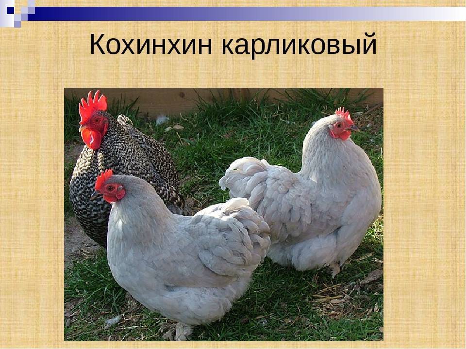 Породы куриц с фотографиями и названиями пород