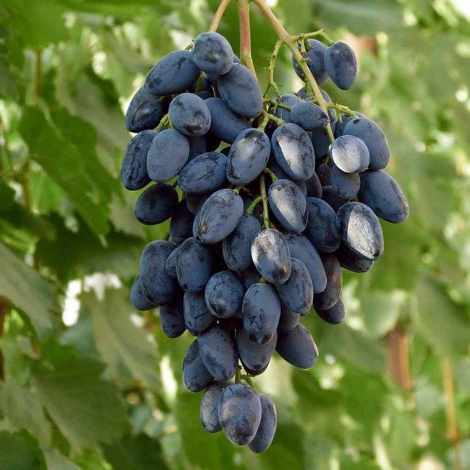 Виноград атос: описание сорта, фото, отзывы — selok.info