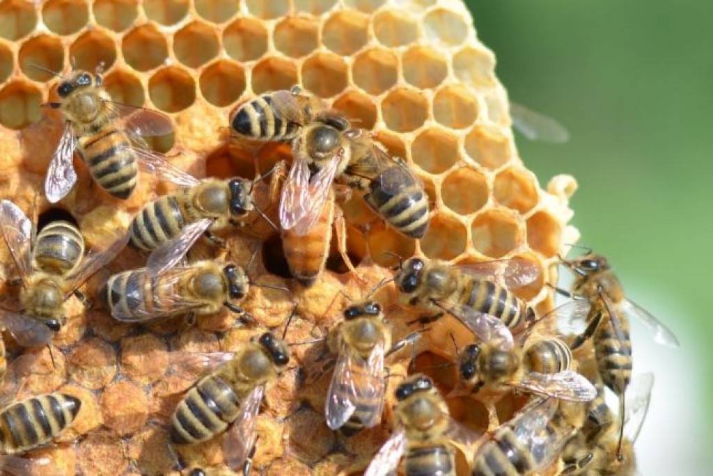 Породы маток пчел фото