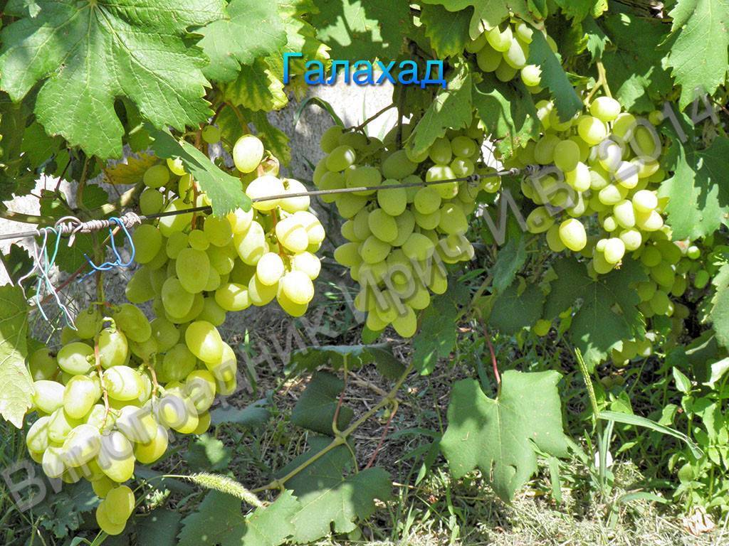 Описание, отзывы и особенности выращивания сорта винограда галахад