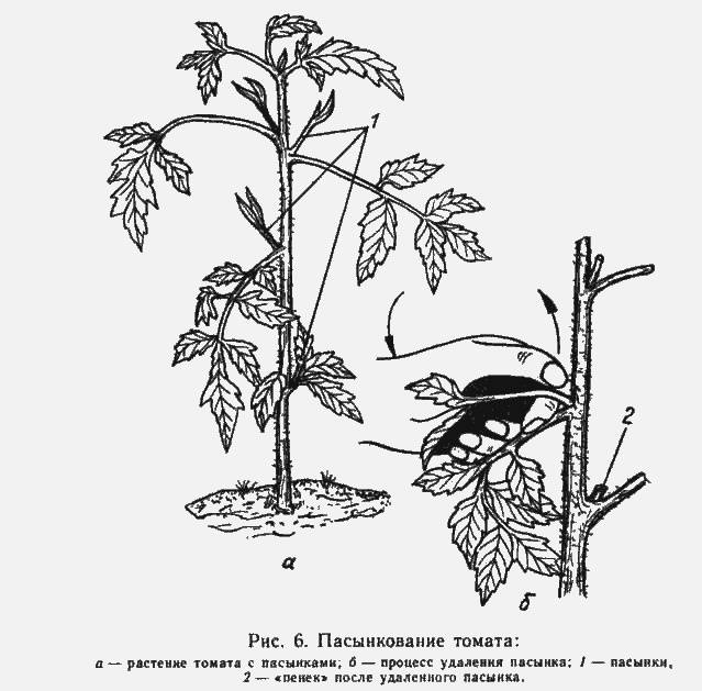 Пасынкование помидор картинки