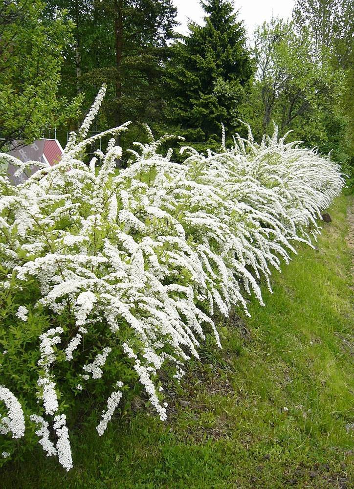 Сиберия кустарник фото