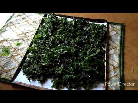 Ферментация листьев смородины в домашних условиях. ферментированный чай из листьев смородины