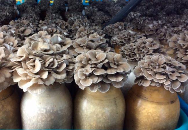 Особенности выращивания белых грибов в искусственно созданных условиях