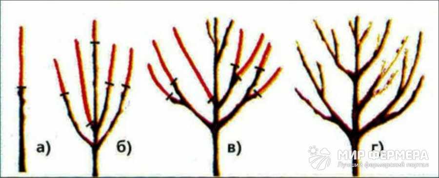 Как правильно обрезать вишню весной схема формировать крону