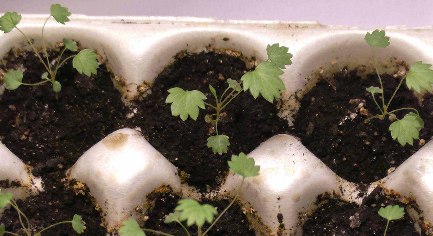 Как вырастить клубнику из семян в домашних условиях на рассаду?