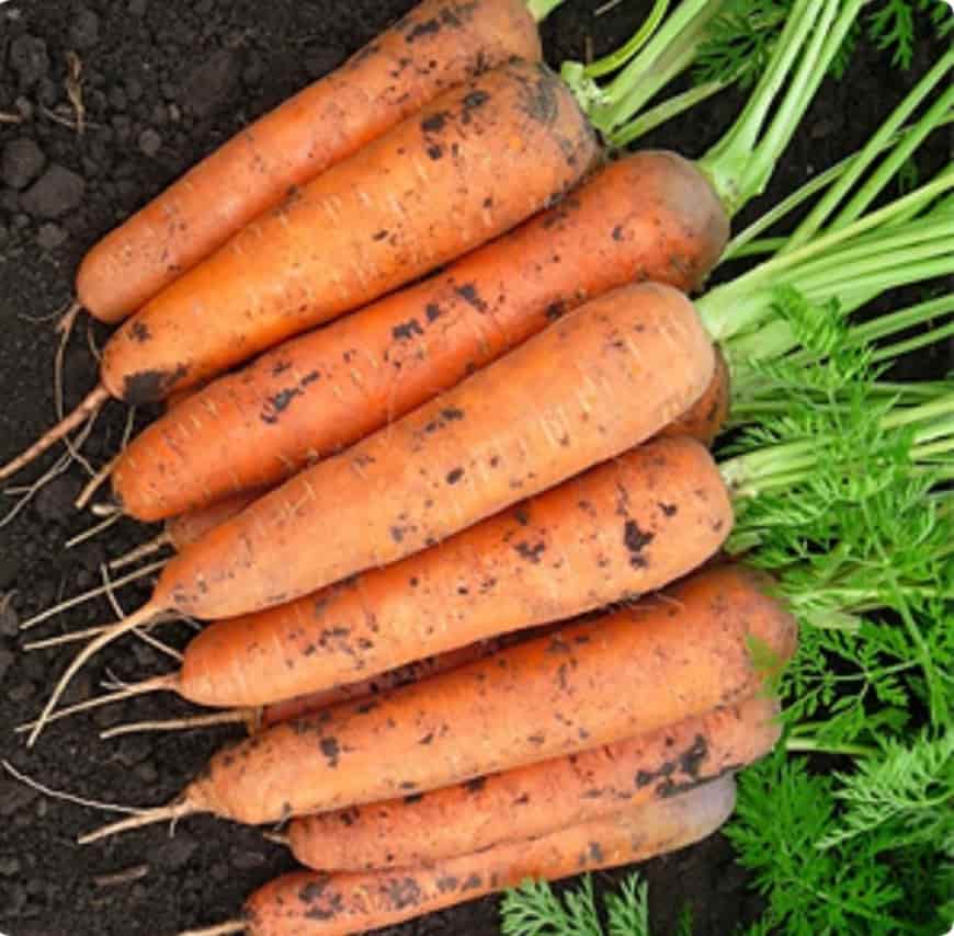 Лучшие сорта моркови: для хранения на зиму, урожайные, сладкие, крупные и другие