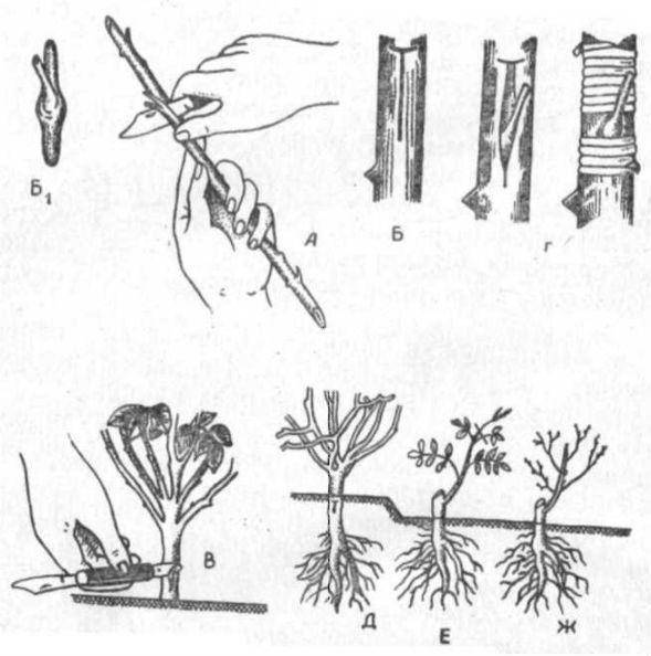Размножение рябины черноплодной: черенками, весной