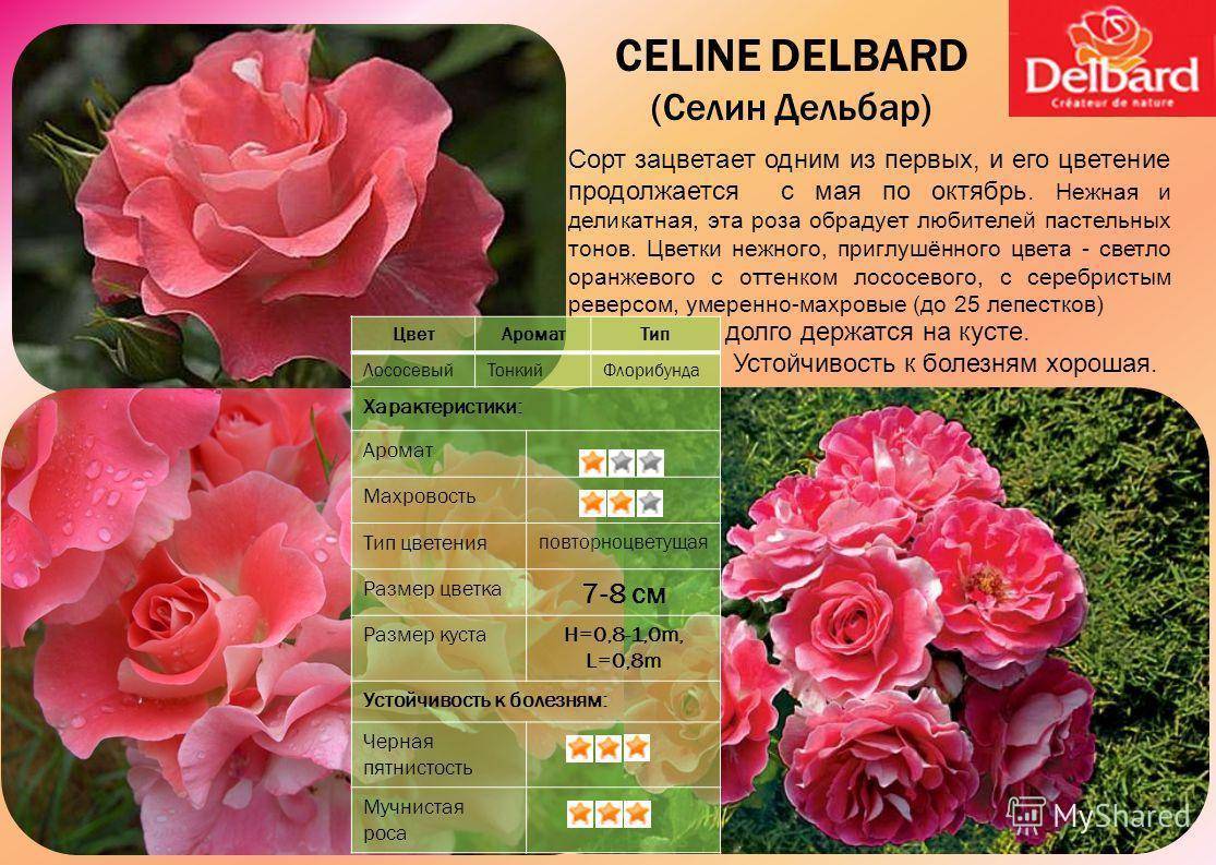 Роза флорибунда ред эмпайр фото и описание