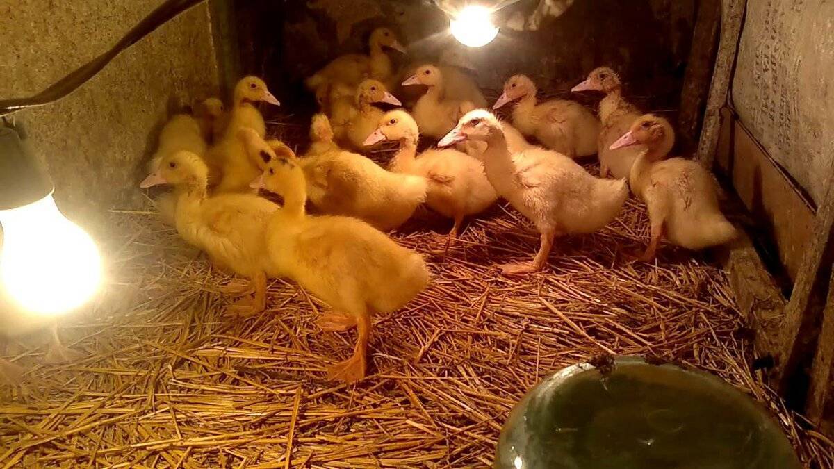 Гуси от яйца до яйца: советы по выращиванию гусят в домашних условиях | фермер знает |