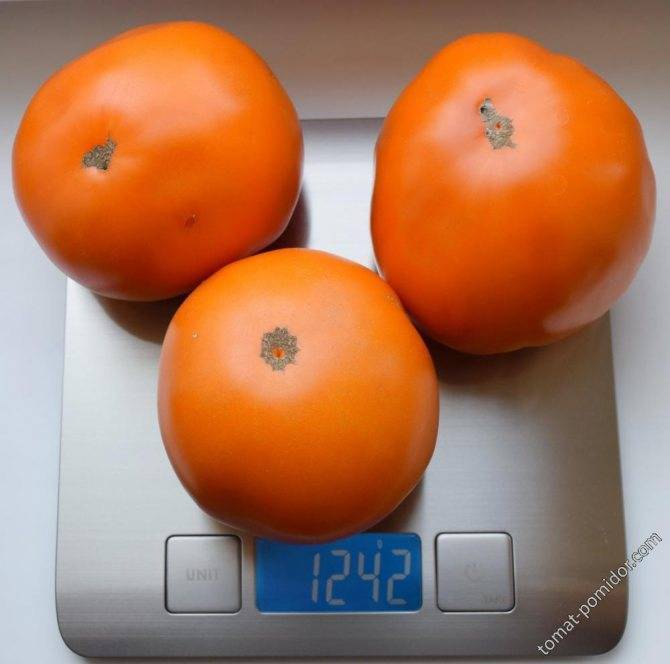Все о томате алтайский оранжевый: характеристики и описание сорта