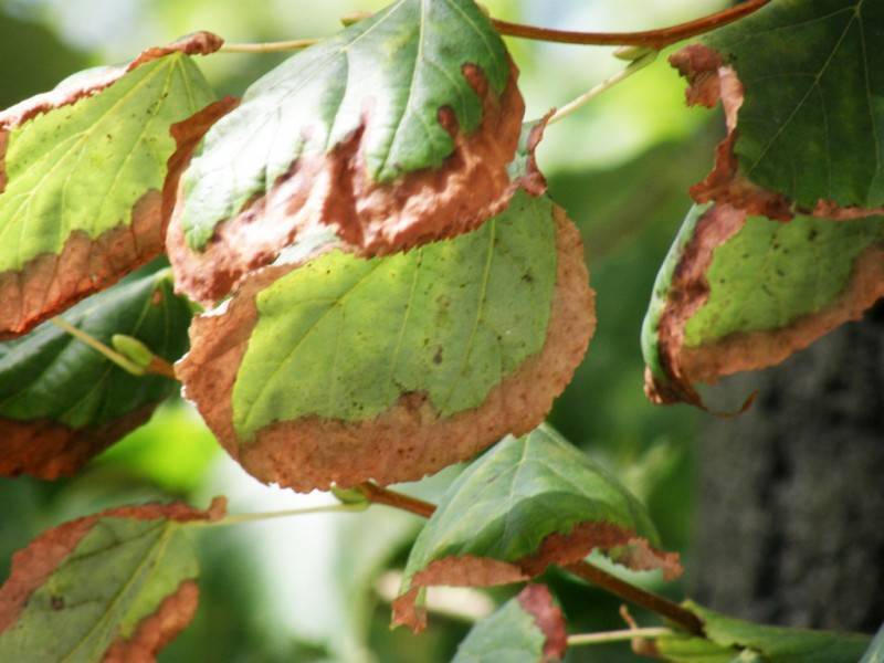 Как определить болезнь яблони по листьям фото
