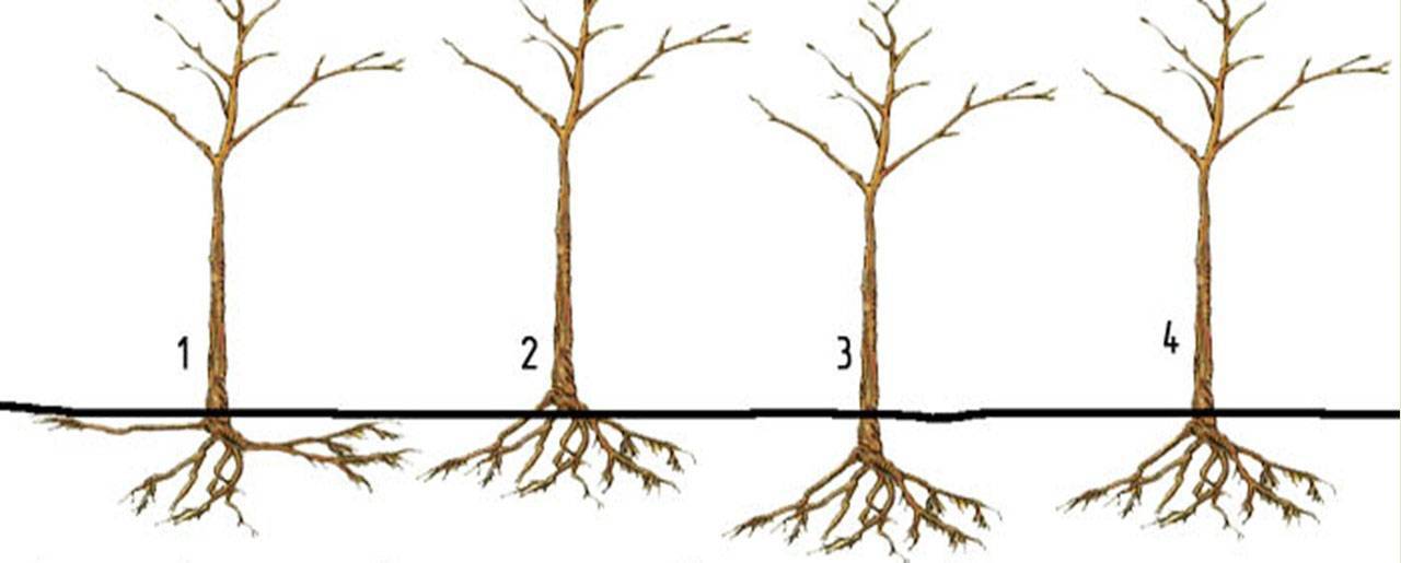 На каком расстоянии сажать вишню друг. Сажать яблоню весной. Букетная посадка яблони. Как сажать яблоню весной. Как правильно посадить грушу весной.