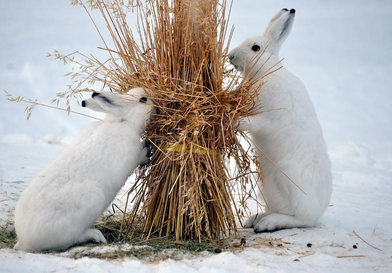 Виды зайцев: описание, фото, отличия, окрас, ареал обитания, особенности охоты