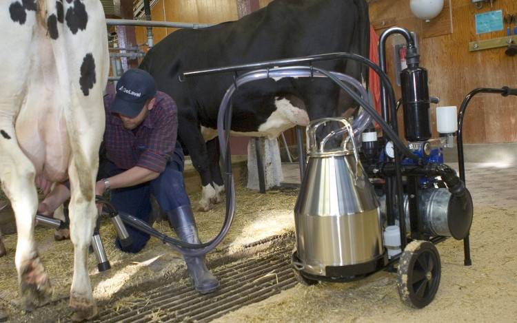 Как доить корову доильным аппаратом: правила использования в домашних условиях