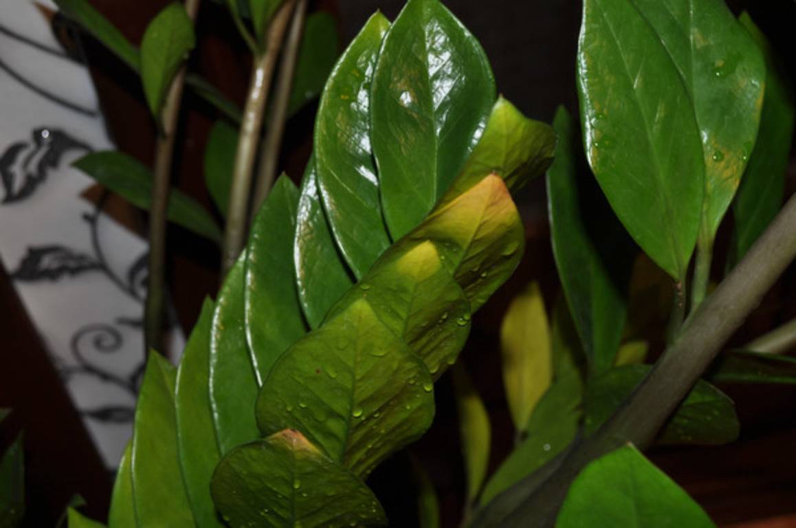 Замиокулькас: почему желтеют листья? правильный уход для начинающих цветоводов