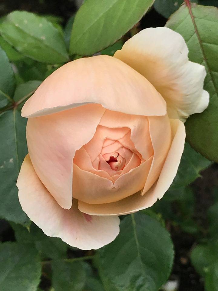 Роза жуде зе обскур (jude the obscure): фото, описание и особенности