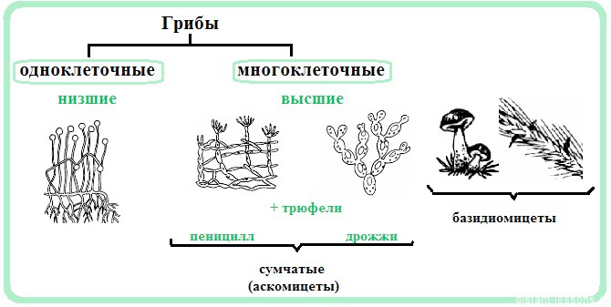 Царство грибы: общая характеристика, строение и размножение