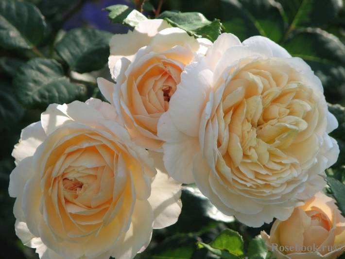 Роза крокус роуз фото и описание отзывы
