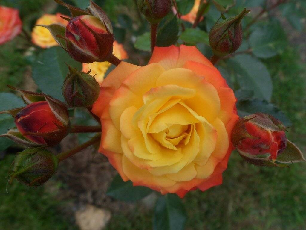 Плетистая роза флорибунда rumba (румба): описание и фото, отзывы