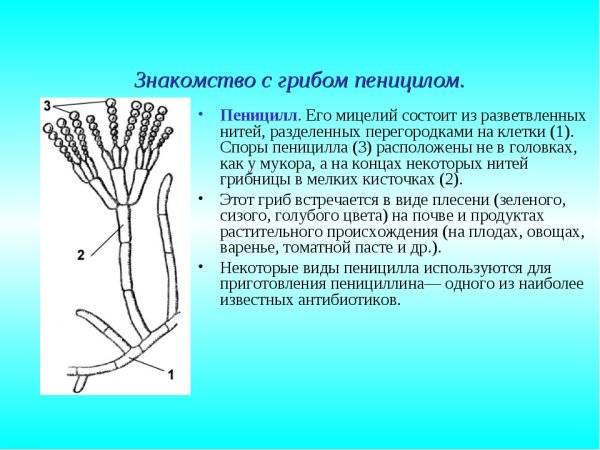 Гриб пеницилл нарисовать