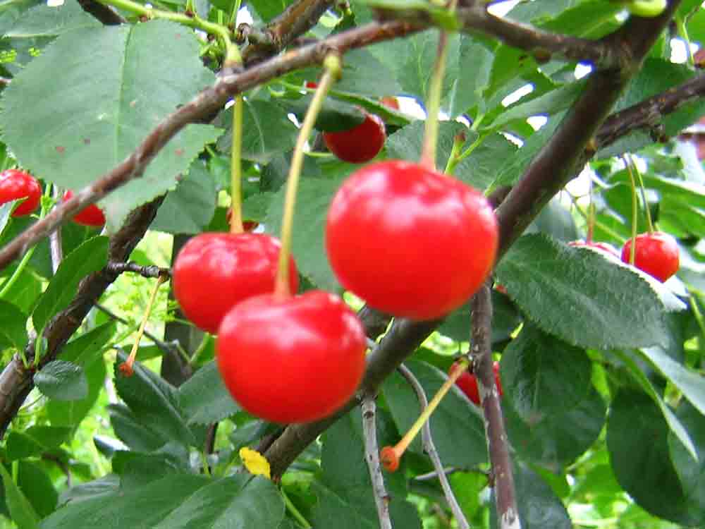 Богатырка – один из лучших сортов вишни для сада и дачи