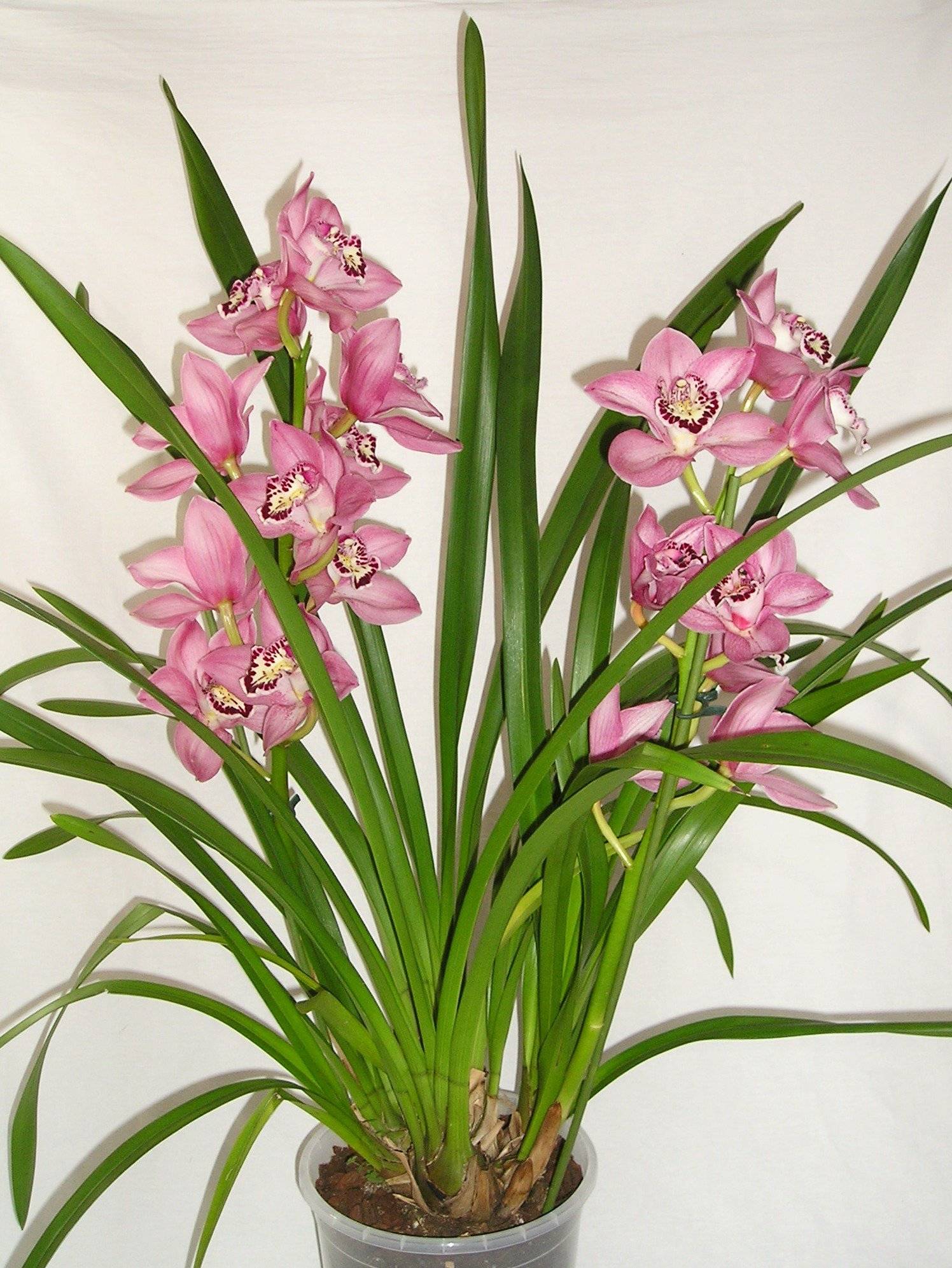 Орхидные растения фото и названия