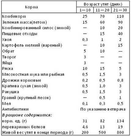 Чем и как правильно кормить уток в домашних условиях: рацион и нормы кормления